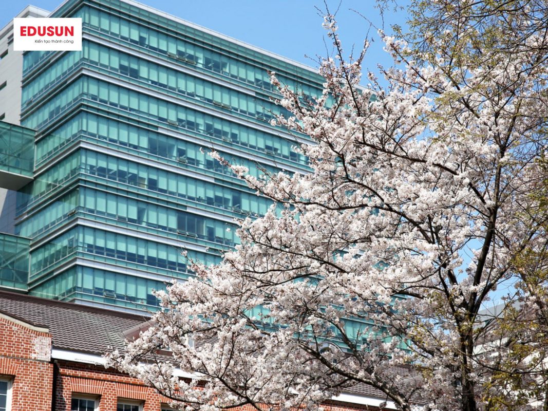 Học bổng Đại học Đông A Hàn QUốc