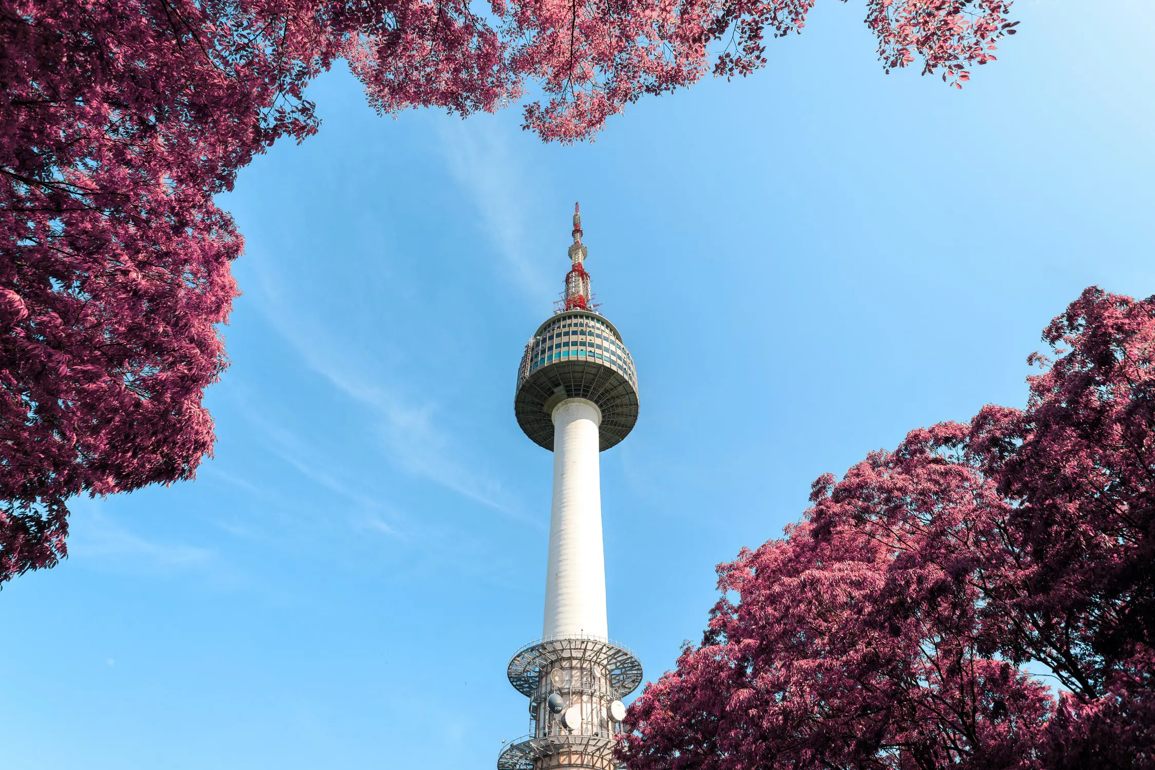 Tháp Namsan (N Seoul Tower) rực rỡ sắc hoa mùa xuân tại Seoul, điểm đến du lịch hấp dẫn cho sinh viên quốc tế ở Hàn Quốc