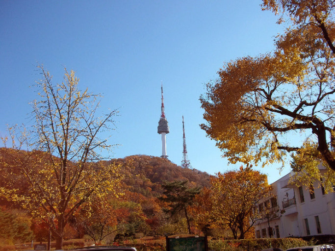 Ngọn tháp Namsan Seoul Tower kiêu hãnh dưới tán lá cây chuyển màu mùa thu rực rỡ